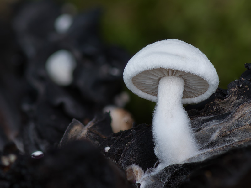 Asterophora lycoperdoides